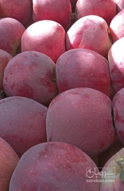 فروش سیب قرمز