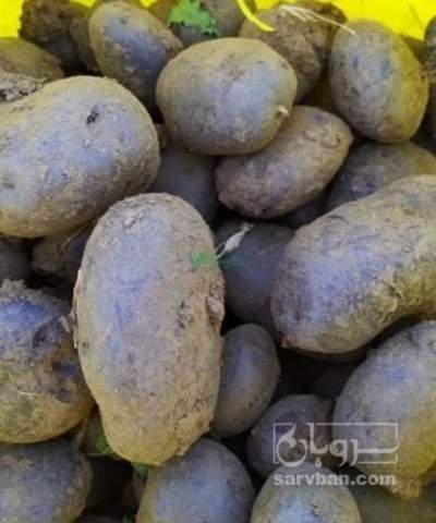 فروش سیب زمینی بنفش