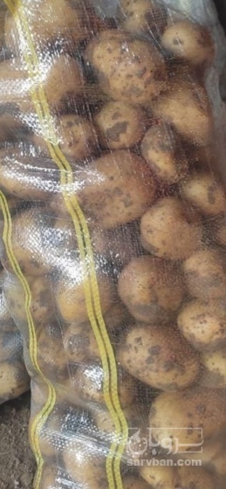 فروش سیب زمینی اگریا