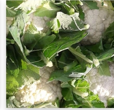 فروش گل کلم