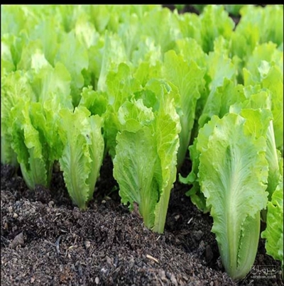 فروش کاهو ایرانی - رومانو