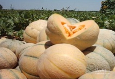 فروش طالبی