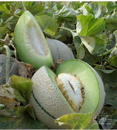 فروش طالبی