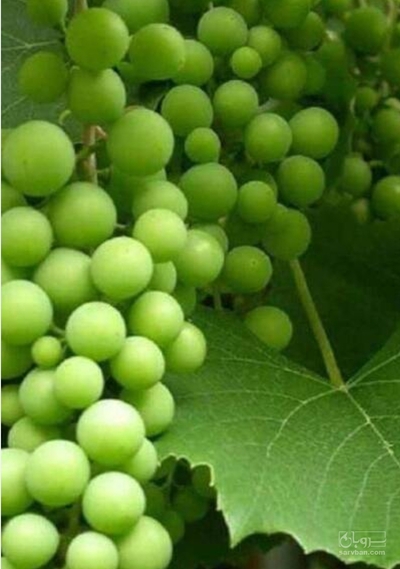 فروش غوره