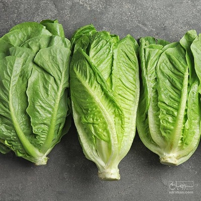 فروش کاهو سالادی