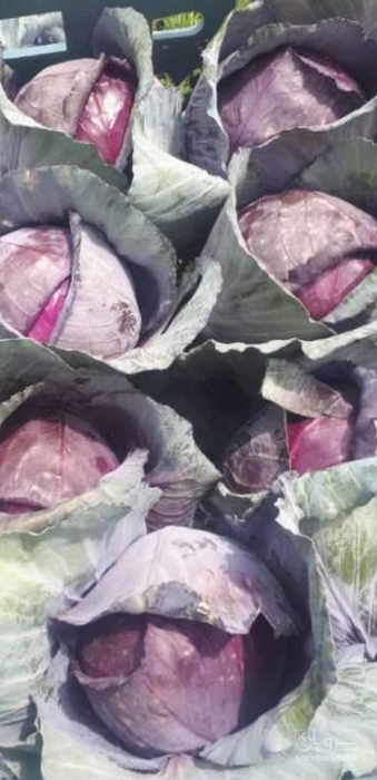 فروش کلم پیچ