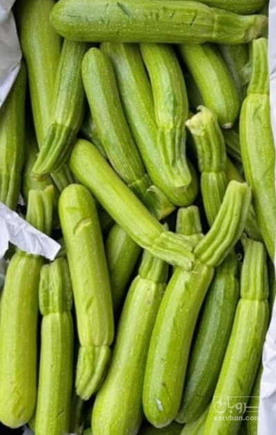 فروش کدو  سبز