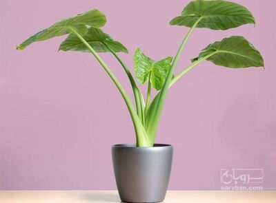 فروش گل باباآدم