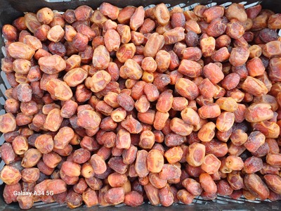 فروش خرما مرداسنگ