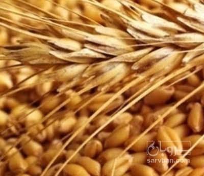 فروش گندم