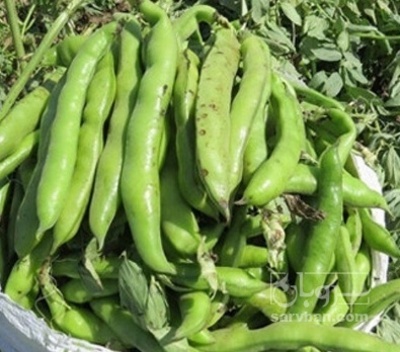 فروش باقلا تازه - باقالی - باقالا