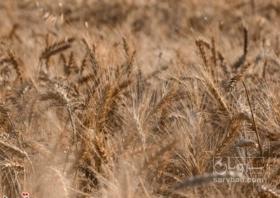 فروش گندم