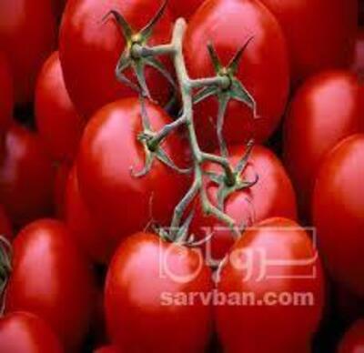 فروش گوجه فرنگی