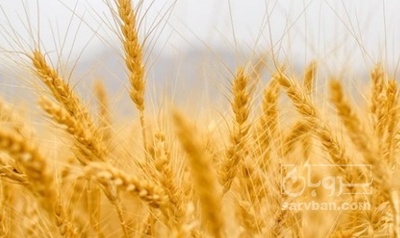 فروش گندم
