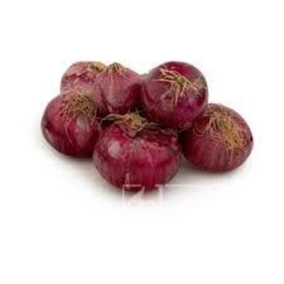 فروش پیازقرمز