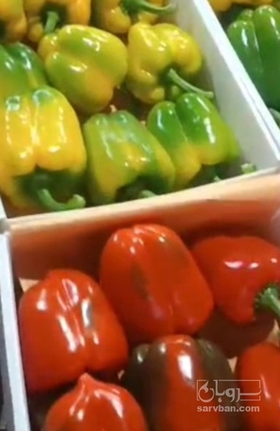 فروش فلفل دلمه ای صادراتی