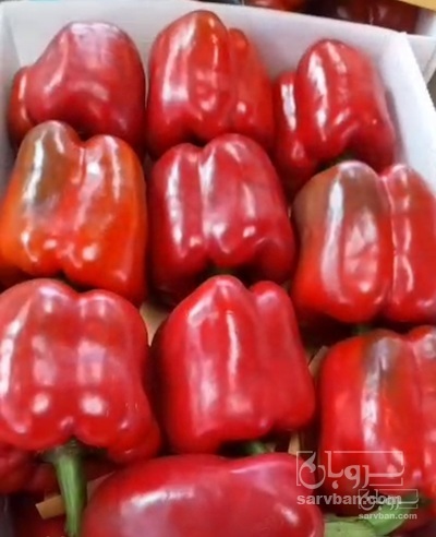 فروش فلفل دلمه ای درجه