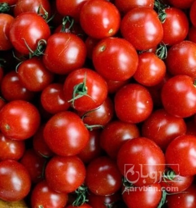 فروش گوجه فرنگی گیلاسی