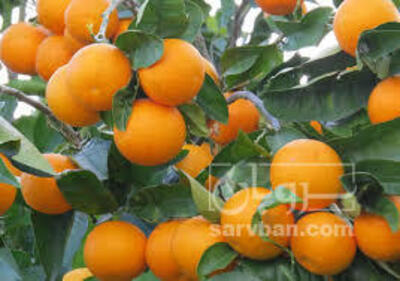 فروش پرتقال