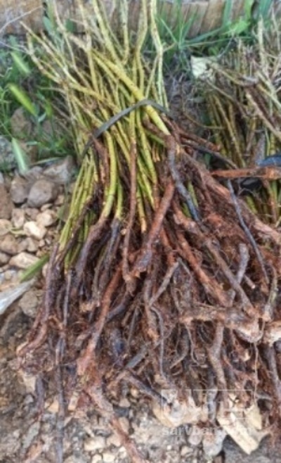 فروش  نهال ریشه دارگل محمدی