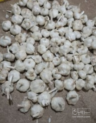 فروش سیر لشگری