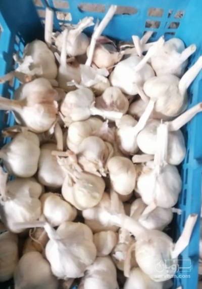 فروش سیر صادراتی