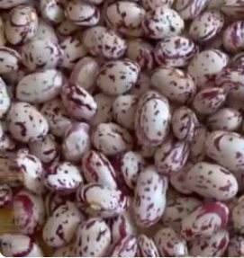 فروش لوبیا چیتی