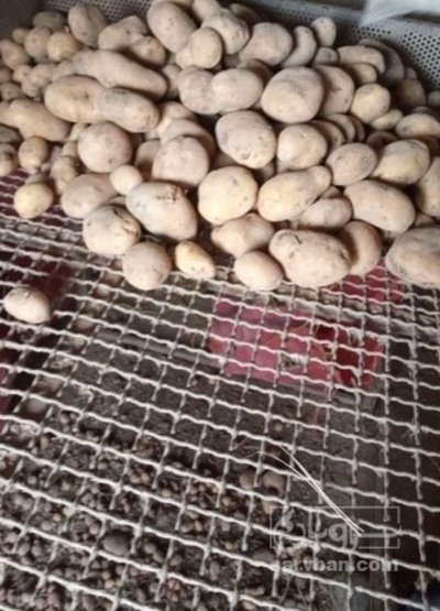 فروش سیب زمینی اسپریت بذری