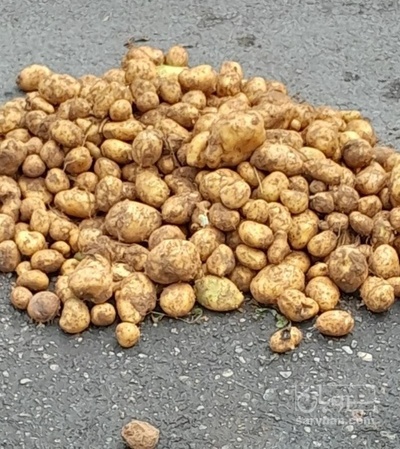 فروش سیب زمینی جلی