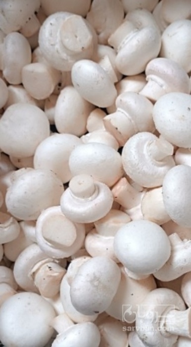 فروش قارچ دکمه ای