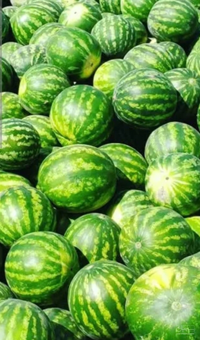 فروش هندوانه