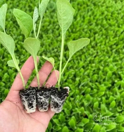 فروش نشا خیار