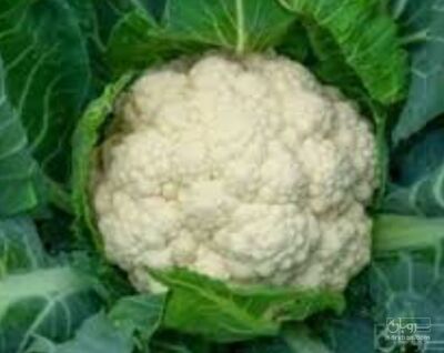 فروش گل کلم