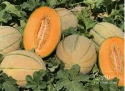 فروش طالبی
