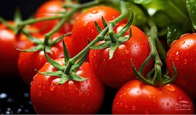 فروش گوجه فرنگی