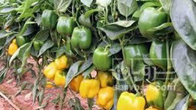 فروش فلفل دلمه ای رنگی