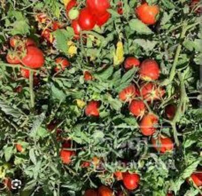 فروش گوجه فرنگی