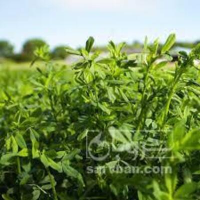فروش یونجه