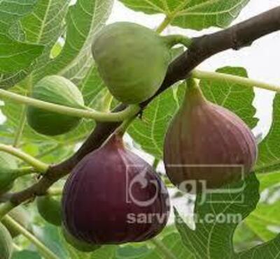 فروش انجیر