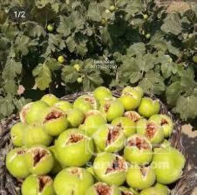 فروش انجیر