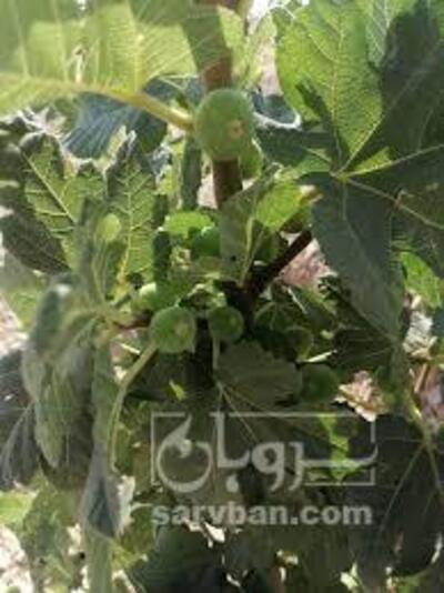 فروش انجیر