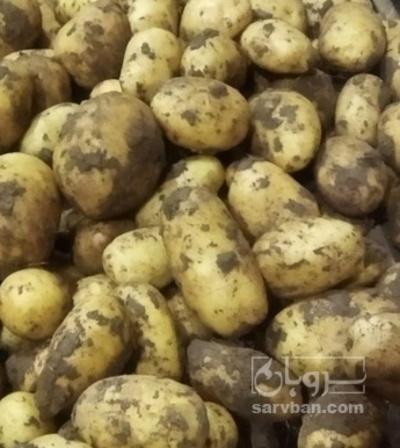 فروش سیب زمینی بذری خوراکی