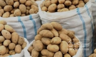 فروش سیب زمینی بامبا بذری