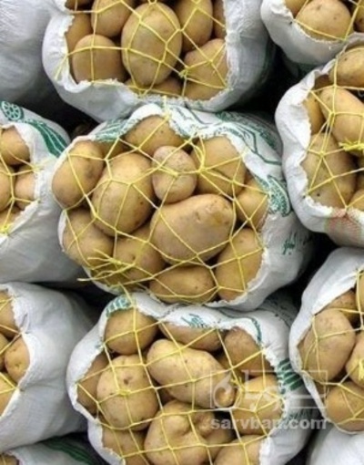 فروش سیب زمینی جلی بذری