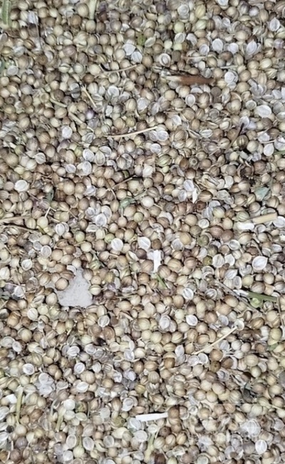 فروش تخم گشنیز (گیاه‌ دارویی)