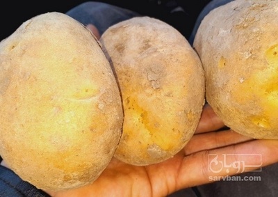 فروش سیب زمینی اگریا