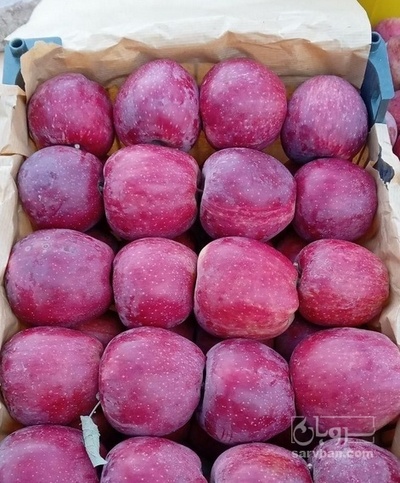 فروش سیب قرمز