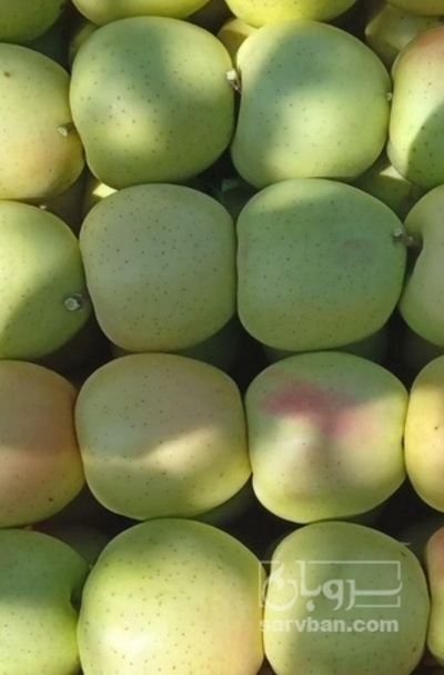 فروش سیب زرد