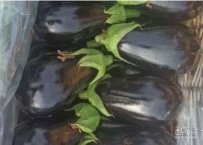 فروش بادمجان دلمه