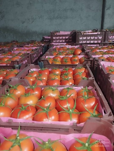 فروش گوجه فرنگی دافنیس